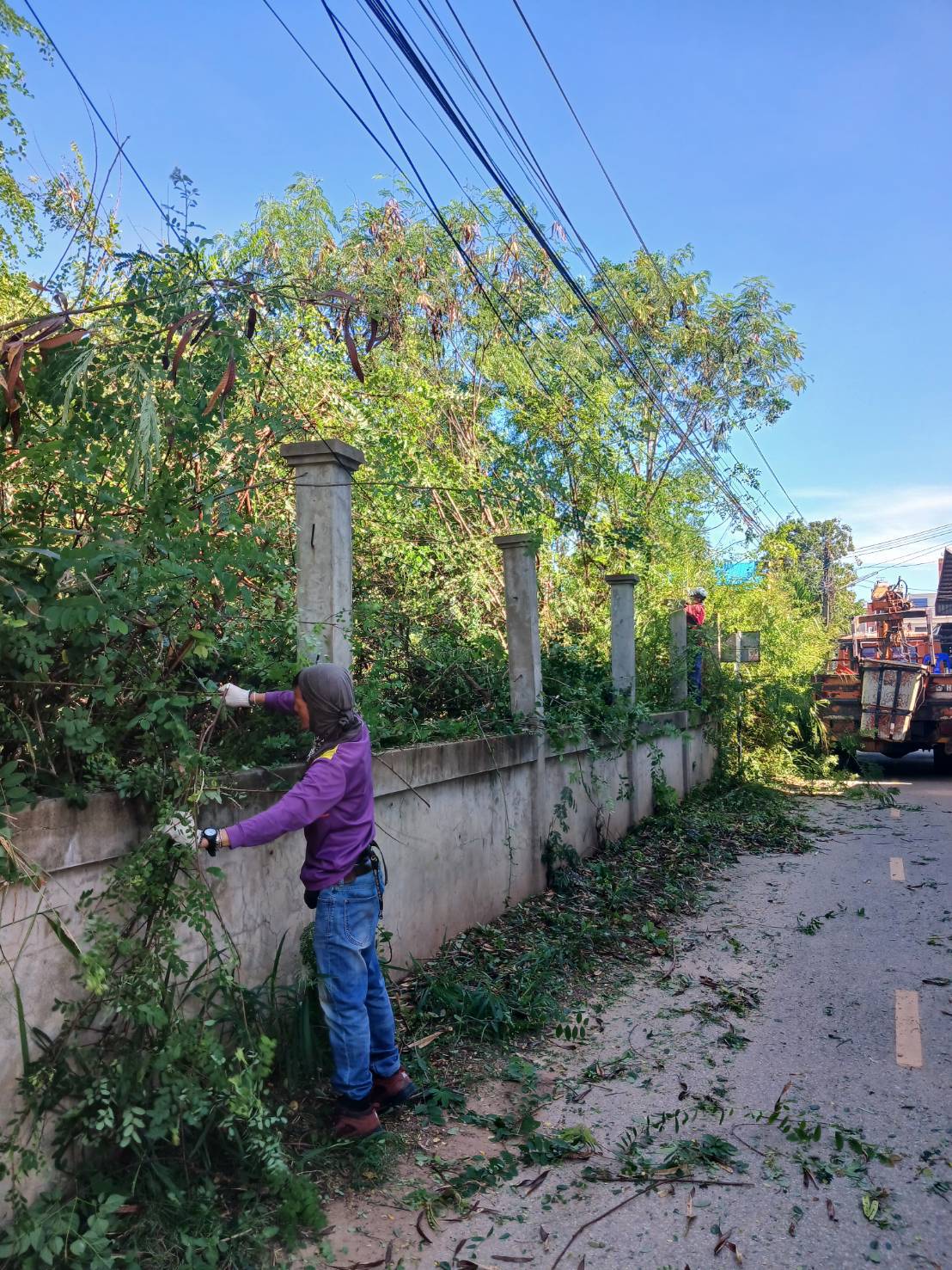 ภาพประกอบ: ตัดกิ่งไม้ระสายไฟฟ้าสาธารณะ