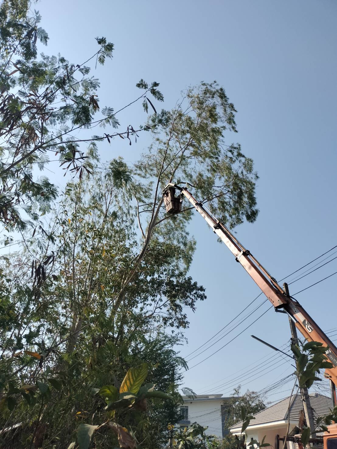 ภาพประกอบ: ตัดกิ่งไม้ระสายไฟฟ้าสาธารณะ