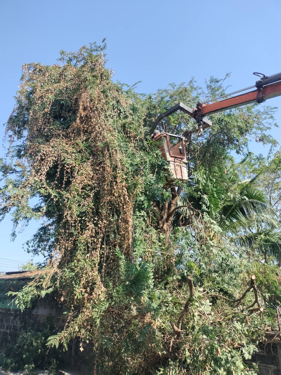 ภาพประกอบ: ตัดกิ่งไม้ระสายไฟฟ้าสาธารณะ