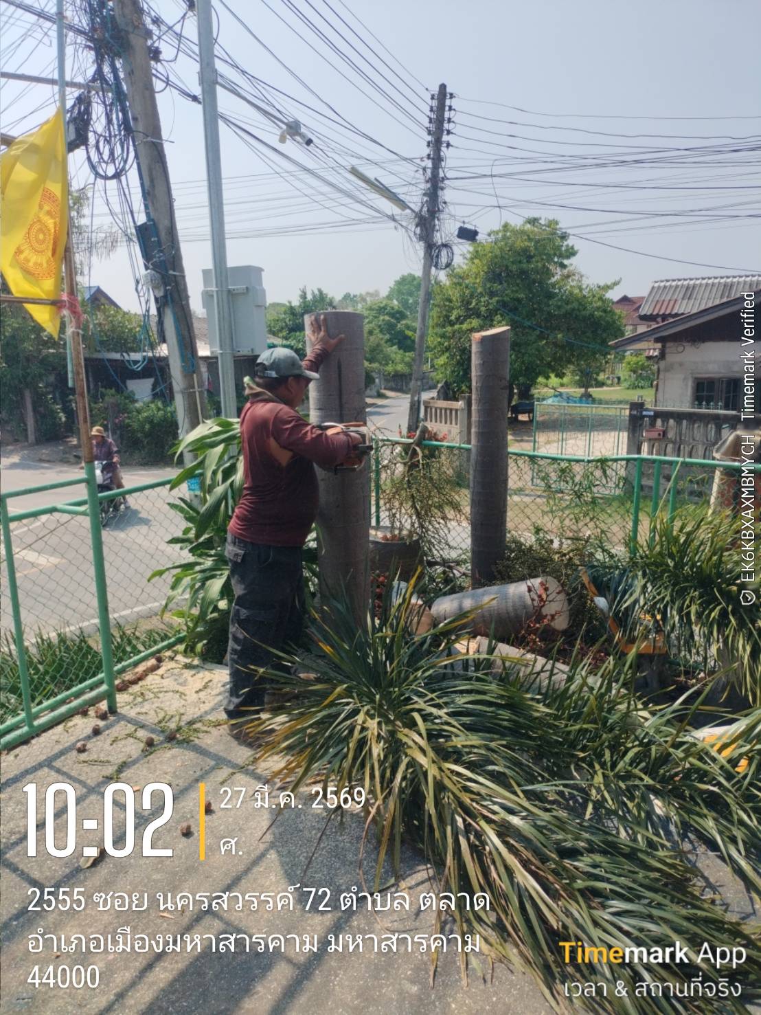 ภาพประกอบ: ตัดกิ่งไม้ระสายไฟฟ้าสาธารณะ