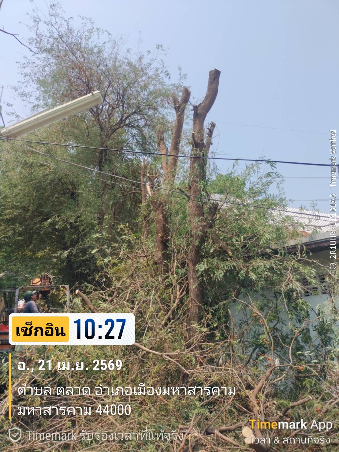 ภาพประกอบ: ตัดกิ่งไม้ระสายไฟฟ้าสาธารณะ