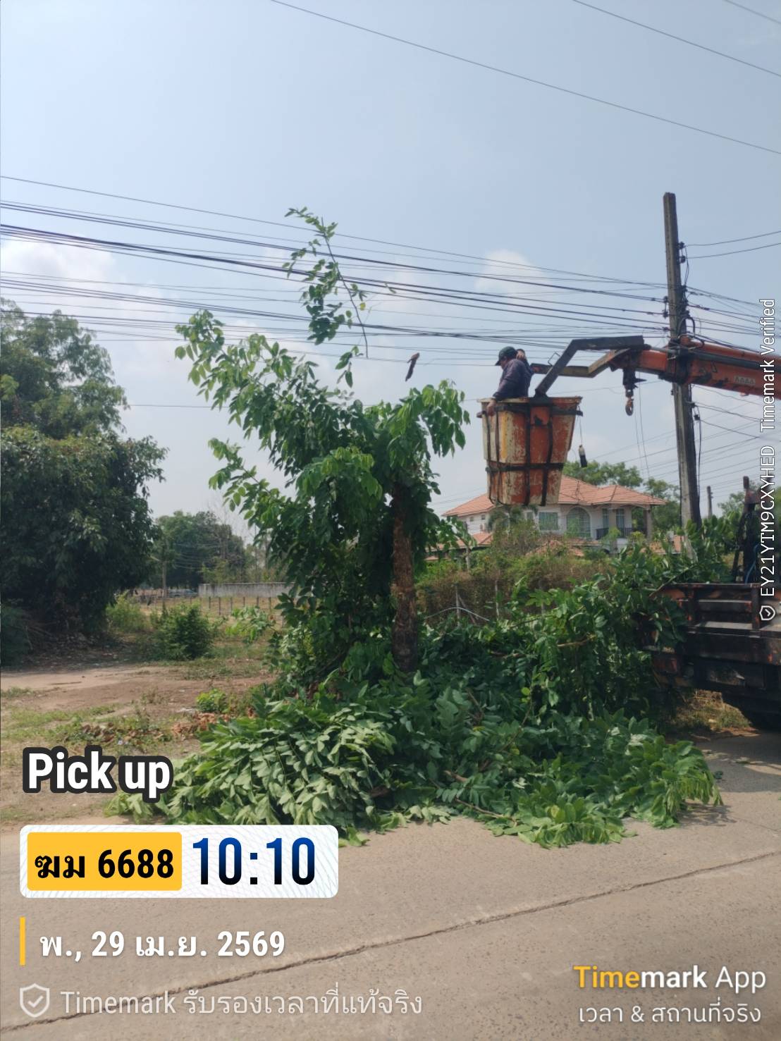 ภาพประกอบ: ตัดกิ่งไม้ระสายไฟฟ้าสาธารณะ