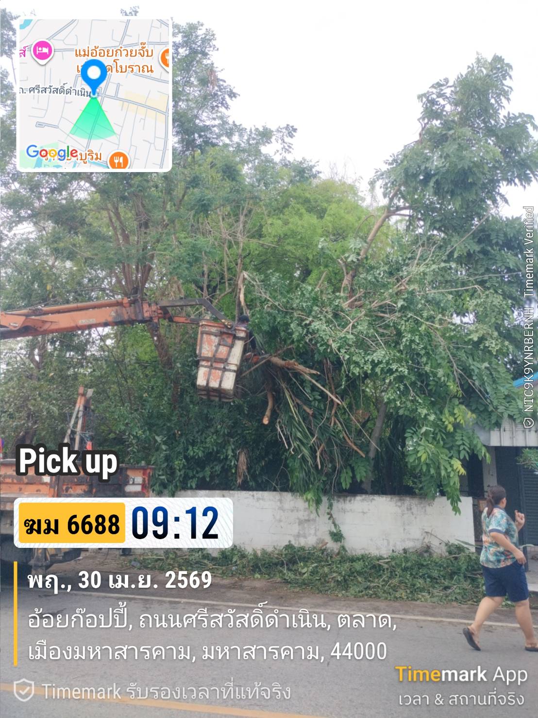 ภาพประกอบ: ตัดกิ่งไม้ระสายไฟฟ้าสาธารณะ