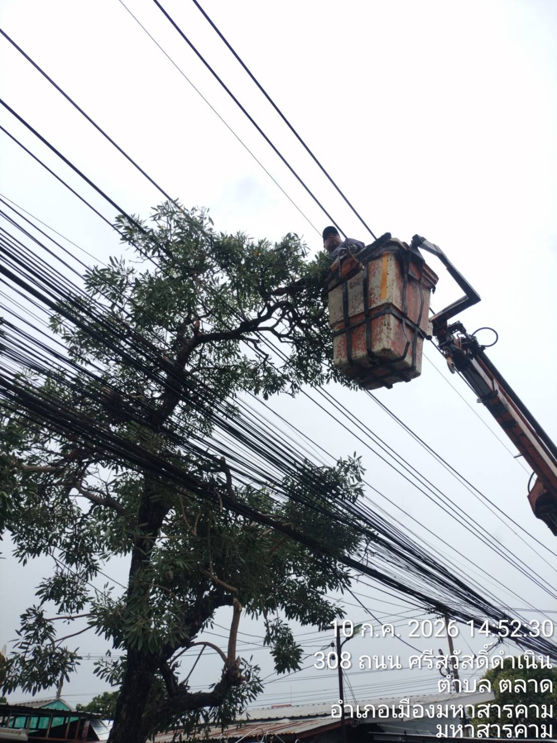 ภาพประกอบ: ตัดกิ่งไม้ระสายไฟฟ้าสาธารณะ