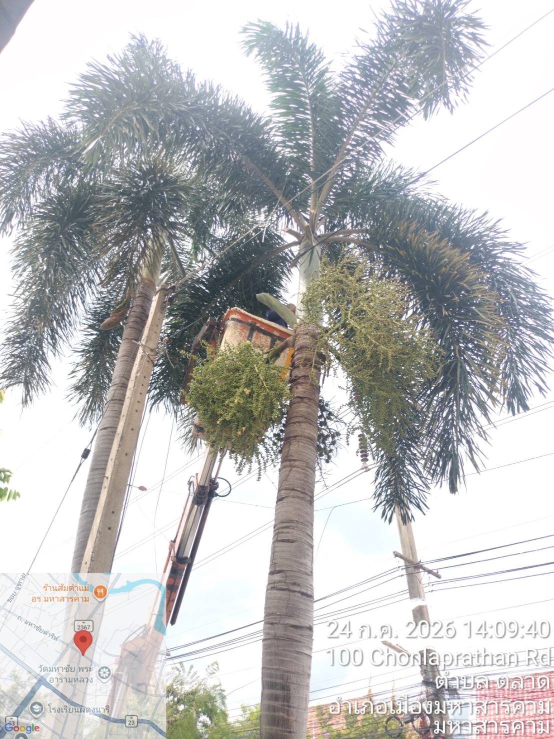ภาพประกอบ: ตัดกิ่งไม้ระสายไฟฟ้าสาธารณะ