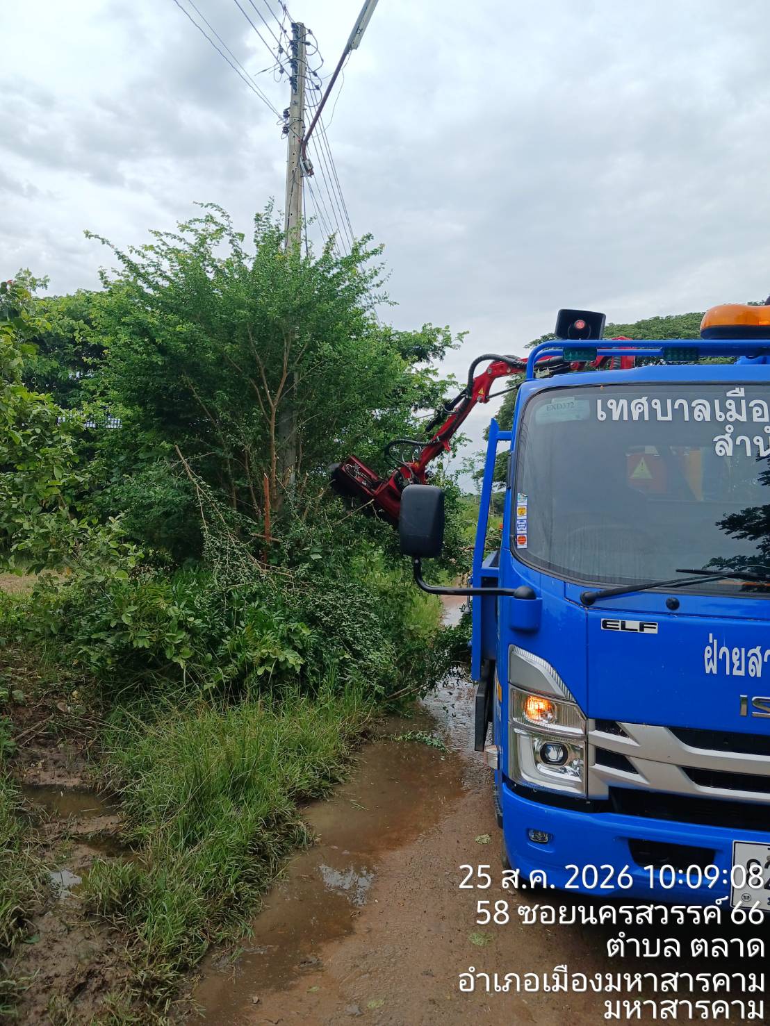 ภาพประกอบ: ตัดกิ่งไม้ระสายไฟฟ้าสาธารณะ