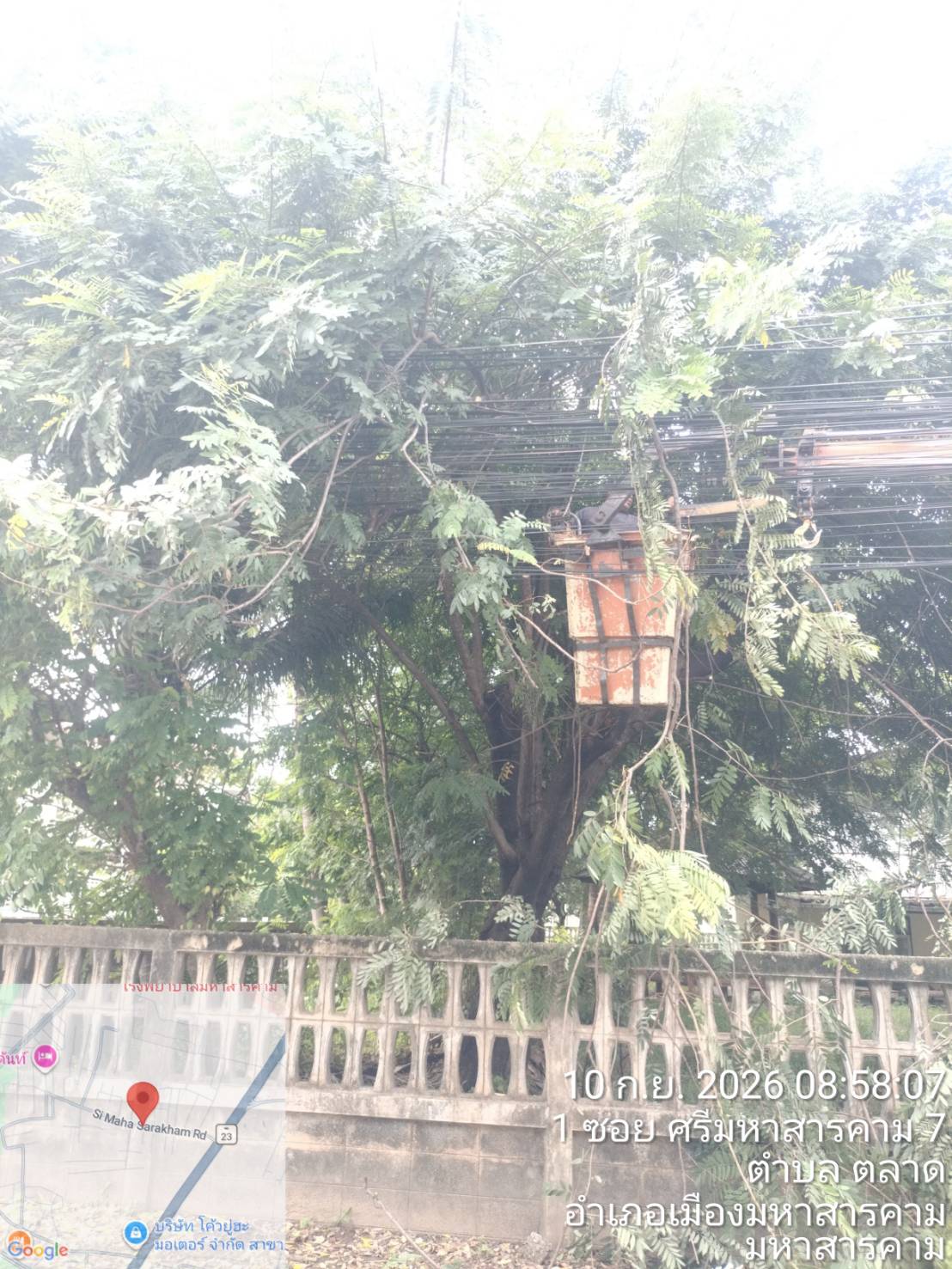 ภาพประกอบ: ตัดกิ่งไม้ระสายไฟฟ้าสาธารณะ
