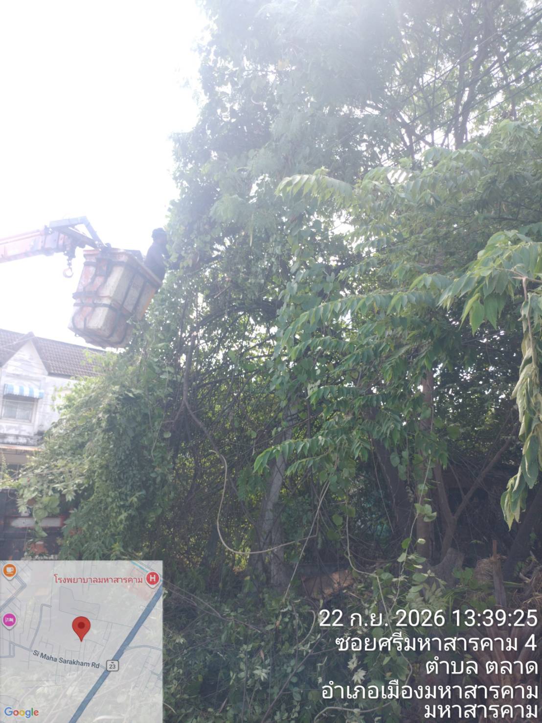 ภาพประกอบ: ตัดกิ่งไม้ระสายไฟฟ้าสาธารณะ